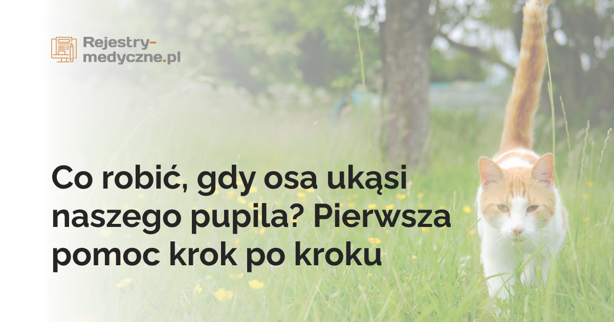 Co robić, gdy osa ukąsi naszego pupila? Pierwsza pomoc krok po kroku