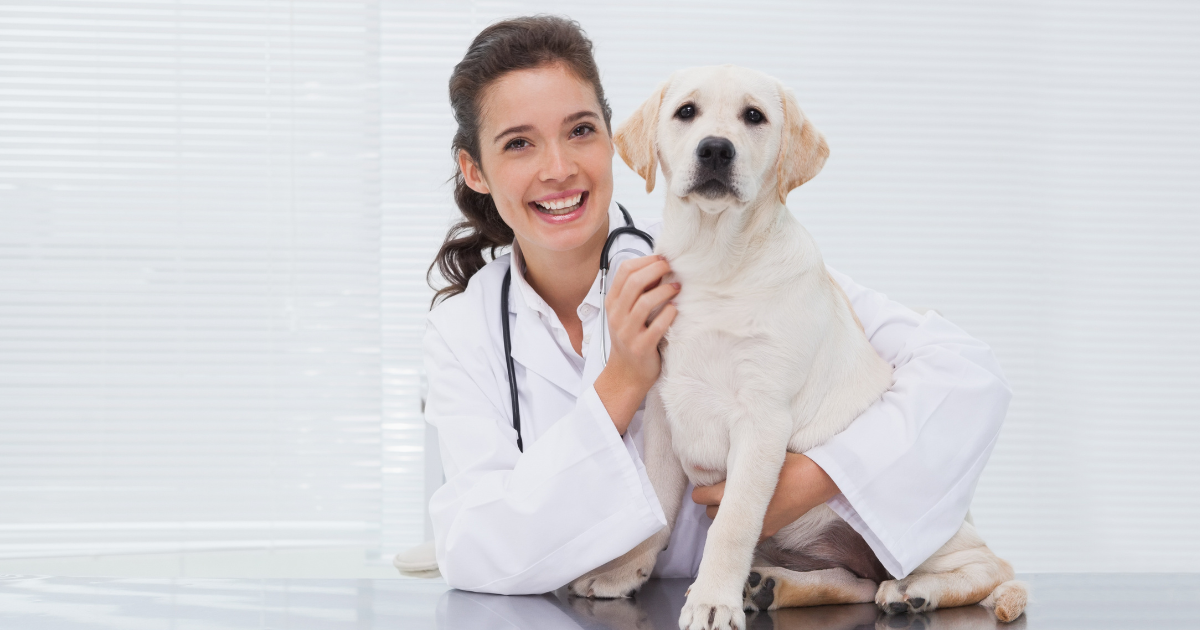 Najczęstsze błędy w rejestracji pacjentów zwierząt. Jak ich uniknąć?